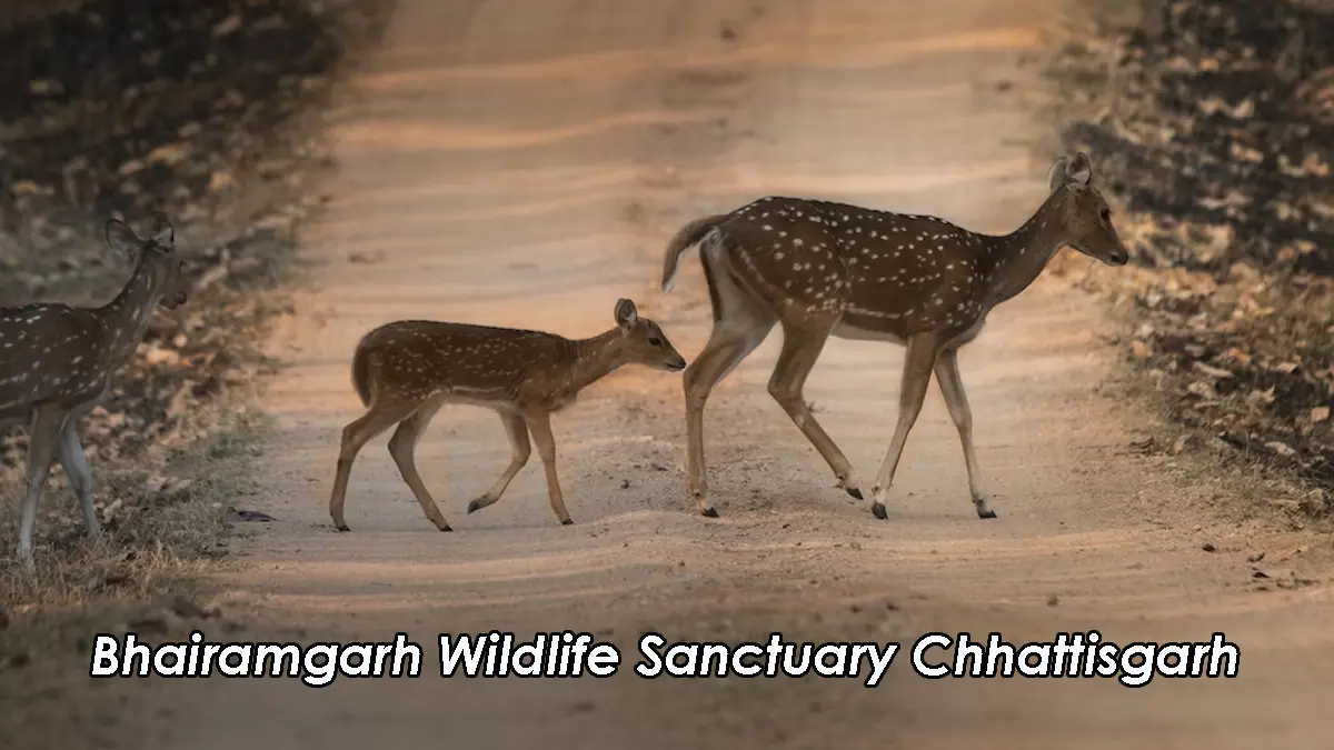 Bhairamgarh Wildlife Sanctuary Chhattisgarh