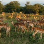 Dadra and Nagar Haveli Wildlife Sanctuary