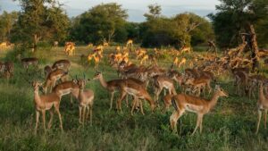 Dadra and Nagar Haveli Wildlife Sanctuary