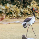 Fudam Bird Sanctuary Dadra Nagar Haveli and Daman and Diu