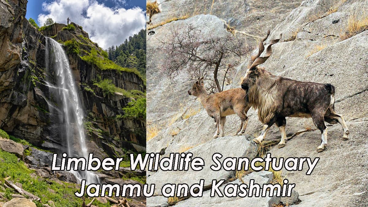 Limber Wildlife Sanctuary Jammu and Kashmir