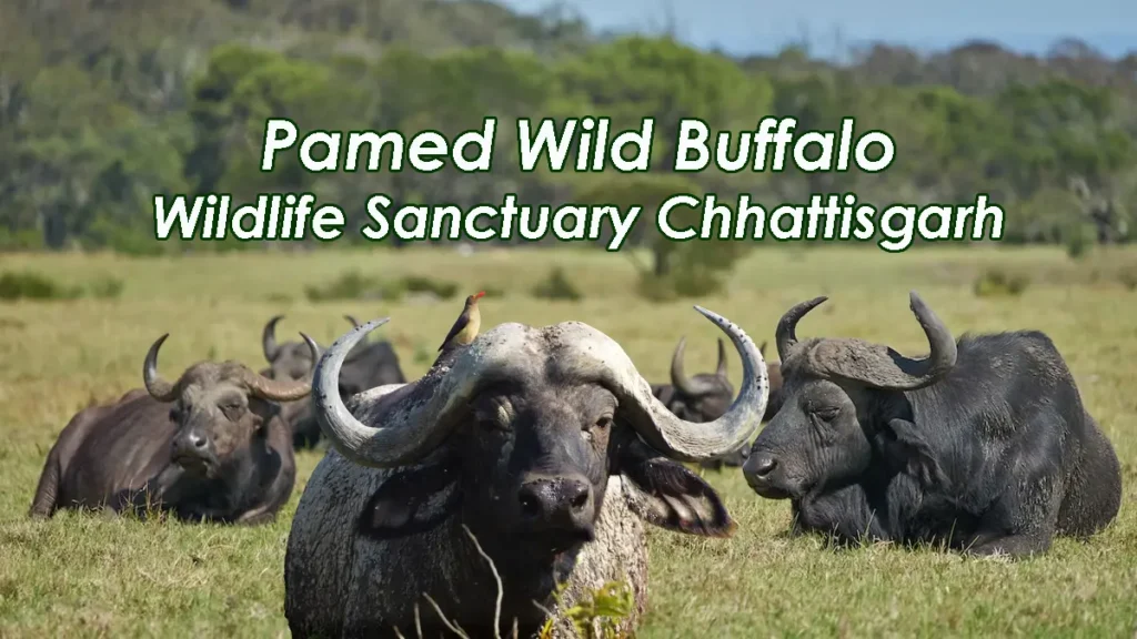 Pamed Wild Buffalo Wildlife Sanctuary Chhattisgarh