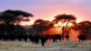 Pamed Wild Buffalo Wildlife Sanctuary