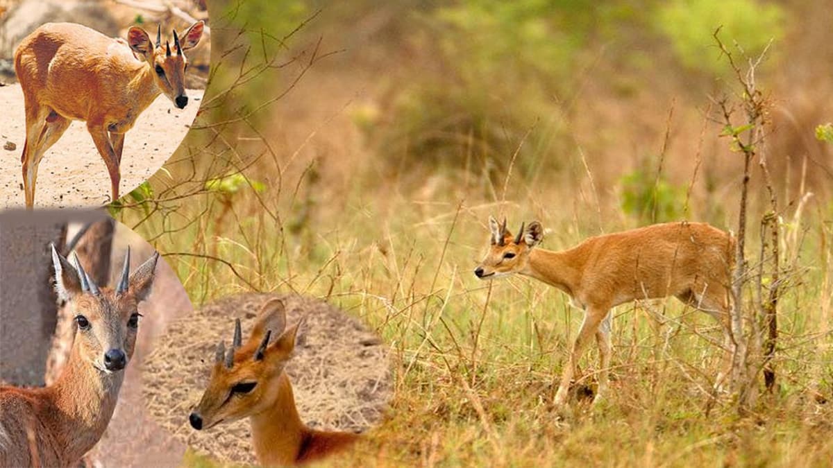 Rangayyanadurga Four-horned antelope Wildlife Sanctuary Karnataka