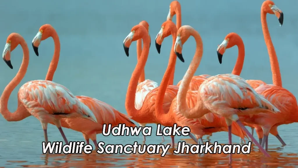 Udhwa Lake Wildlife Sanctuary Jharkhand