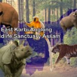 East Karbi Anglong Wildlife Sanctuary Assam