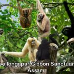 Hoollongapar Gibbon Sanctuary Assam