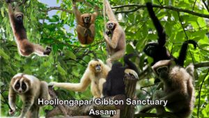 Hoollongapar Gibbon Sanctuary Assam