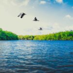 Kanwar Lake Bird Sanctuary Bihar