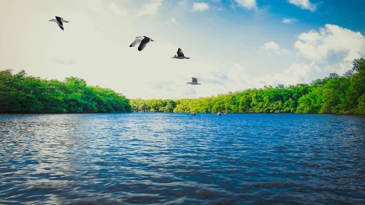 Kanwar Lake Bird Sanctuary Bihar