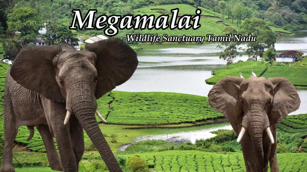 Megamalai Wildlife Sanctuary Tamil Nadu