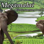 Megamalai Wildlife Sanctuary Tamil Nadu