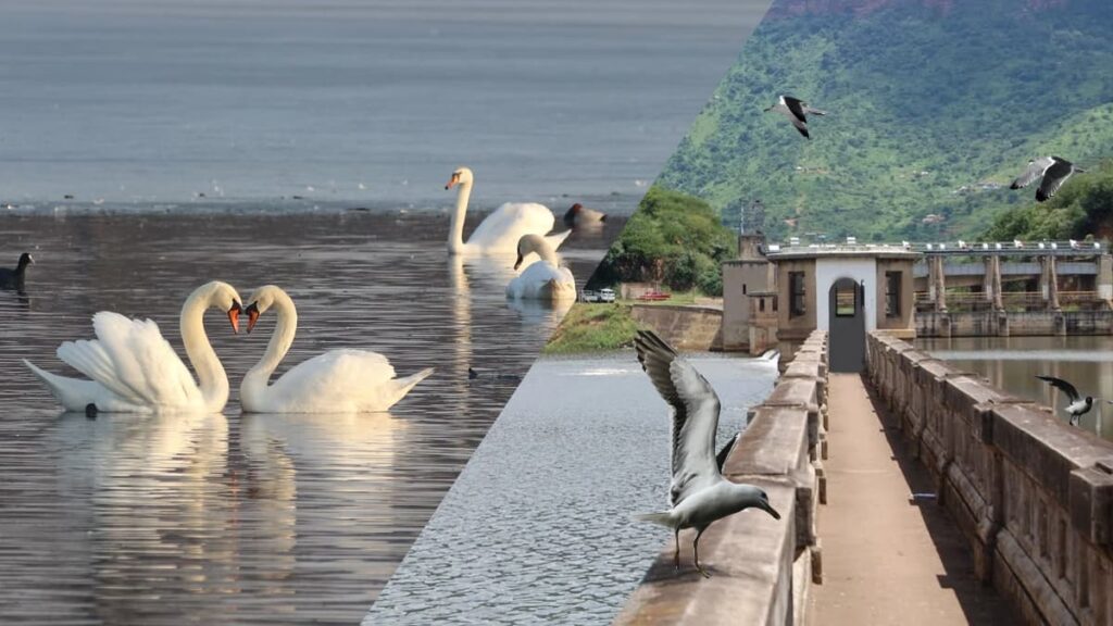 Nagi Dam Wildlife Sanctuary Bihar