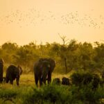 Nambor Wildlife Sanctuary Assam