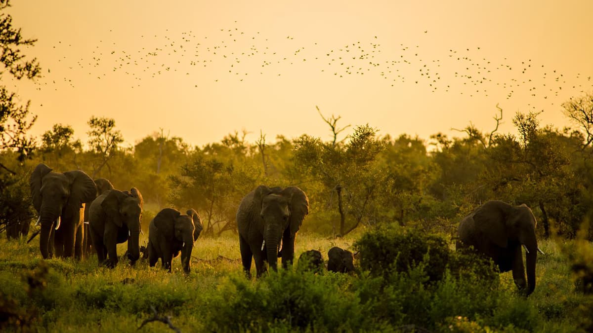 Nambor Wildlife Sanctuary Assam