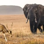 Pant Wildlife Sanctuary Bihar