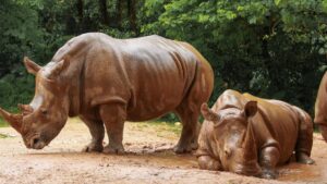 Pobitora Wildlife Sanctuary Assam