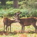 Wildlife Sanctuary in Chhattisgarh