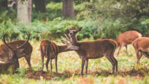 Wildlife Sanctuary in Chhattisgarh