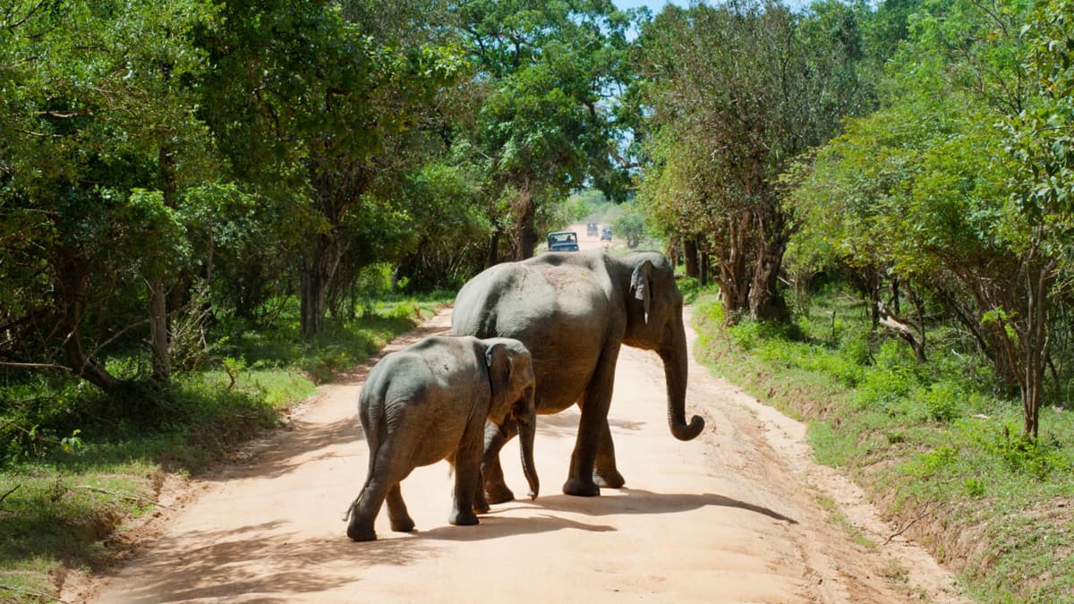 Sonai Rupai Wildlife Sanctuary Assam