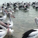 Udayamarthandapuram Bird Sanctuary