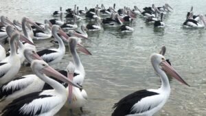 Udayamarthandapuram Bird Sanctuary