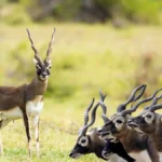 Vallanadu Wildlife Sanctuary Tamil Nadu