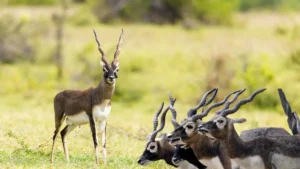 Vallanadu Wildlife Sanctuary Tamil Nadu