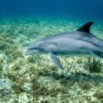 Vikramshila Gangetic Dolphin Sanctuary Bihar