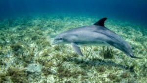 Vikramshila Gangetic Dolphin Sanctuary Bihar