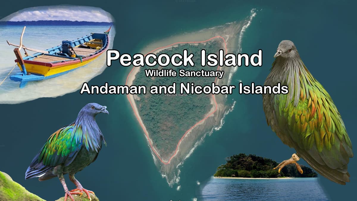 Peacock Island Wildlife Sanctuary Andaman and Nicobar Islands