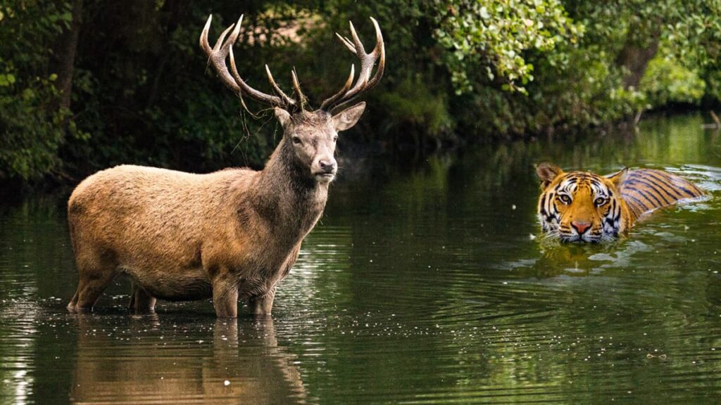 Tiger Reserves in India