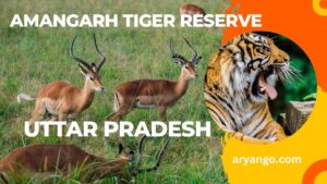 Amangarh Tiger Reserve