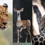 Pench Tiger Reserve