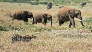 Amchang Wildlife Sanctuary Assam