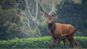 Aner Dam Wildlife Sanctuary Maharashtra