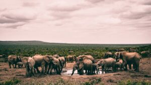 Arabithittu Wildlife Sanctuary Karnataka