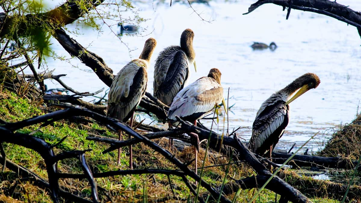 Attiveri Bird Sanctuary Karnataka