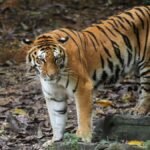 Badrama Wildlife Sanctuary Odisha