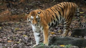 Badrama Wildlife Sanctuary Odisha