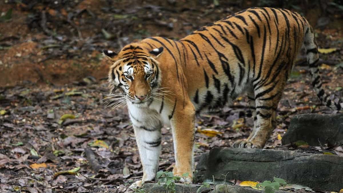 Badrama Wildlife Sanctuary Odisha