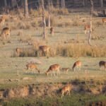 Ballabhpur Wildlife Sanctuary West Bengal