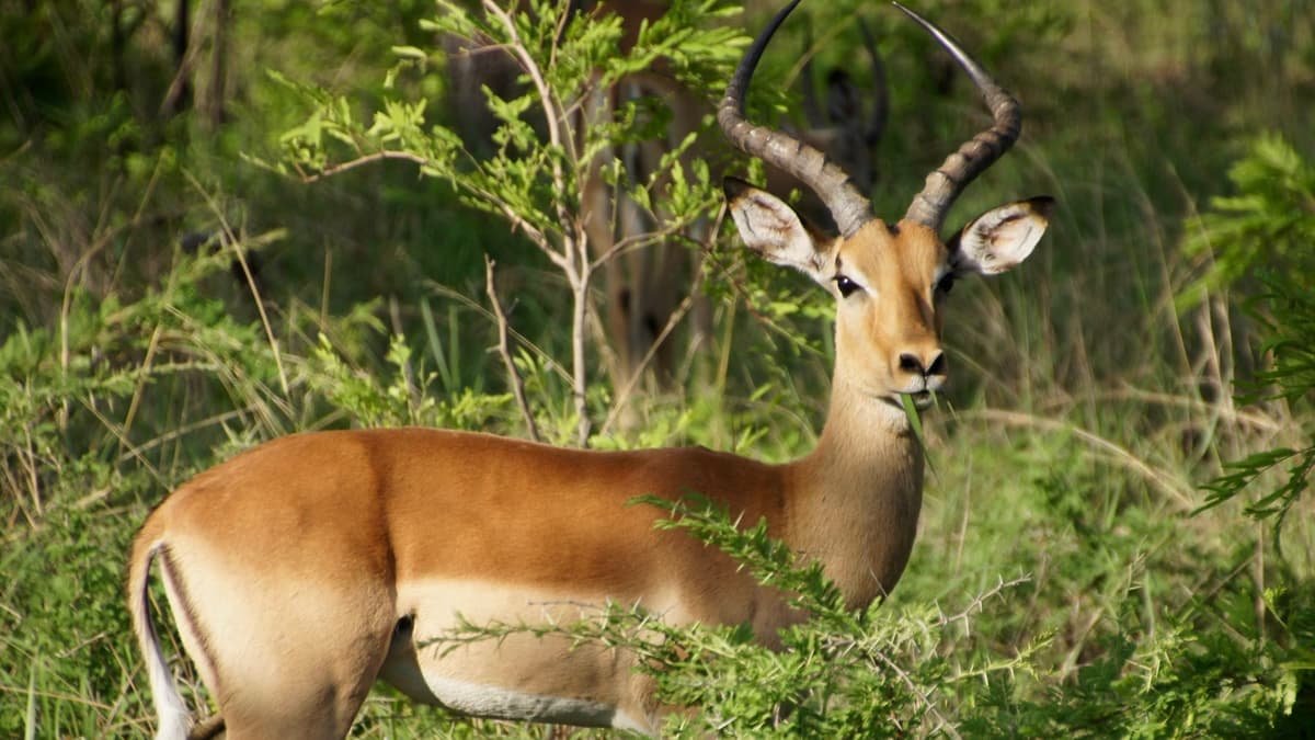 Barda Wildlife Sanctuary Gujarat