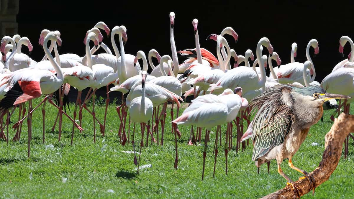 Bhindawas Wildlife Sanctuary Haryana