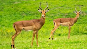 Bir Bhadson Wildlife Sanctuary Punjab