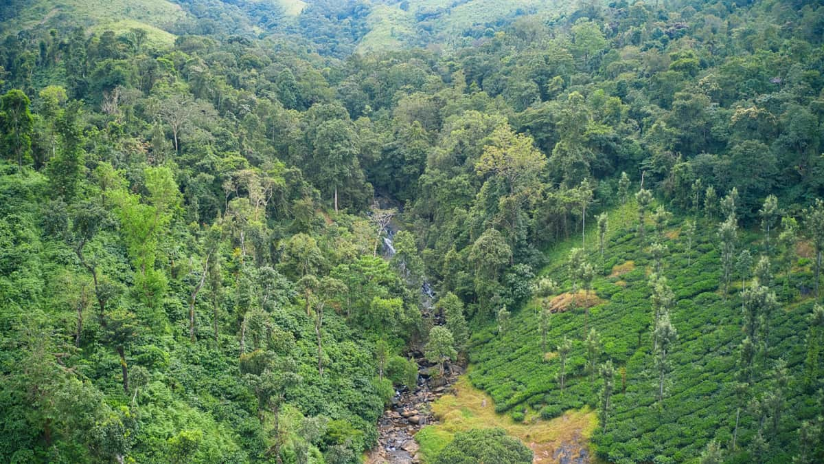 Cauvery Wildlife Sanctuary Karnataka