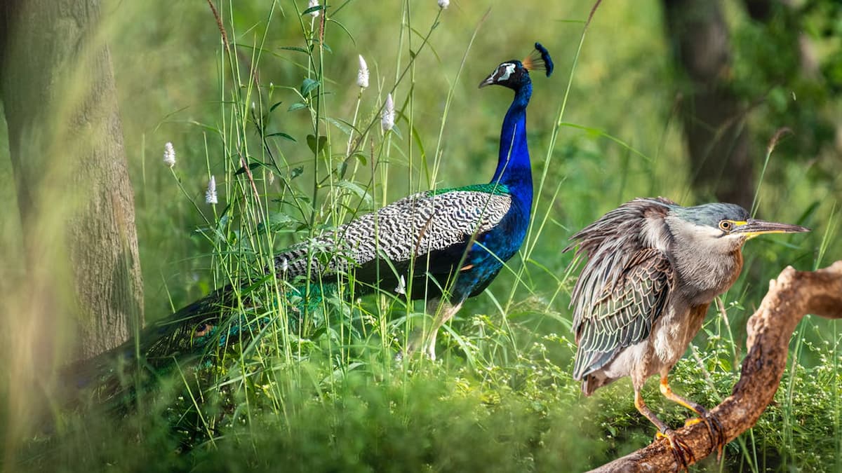 Chhilchhila Wildlife Sanctuary Haryana