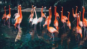 Chintamoni Kar Bird Sanctuary West Bengal