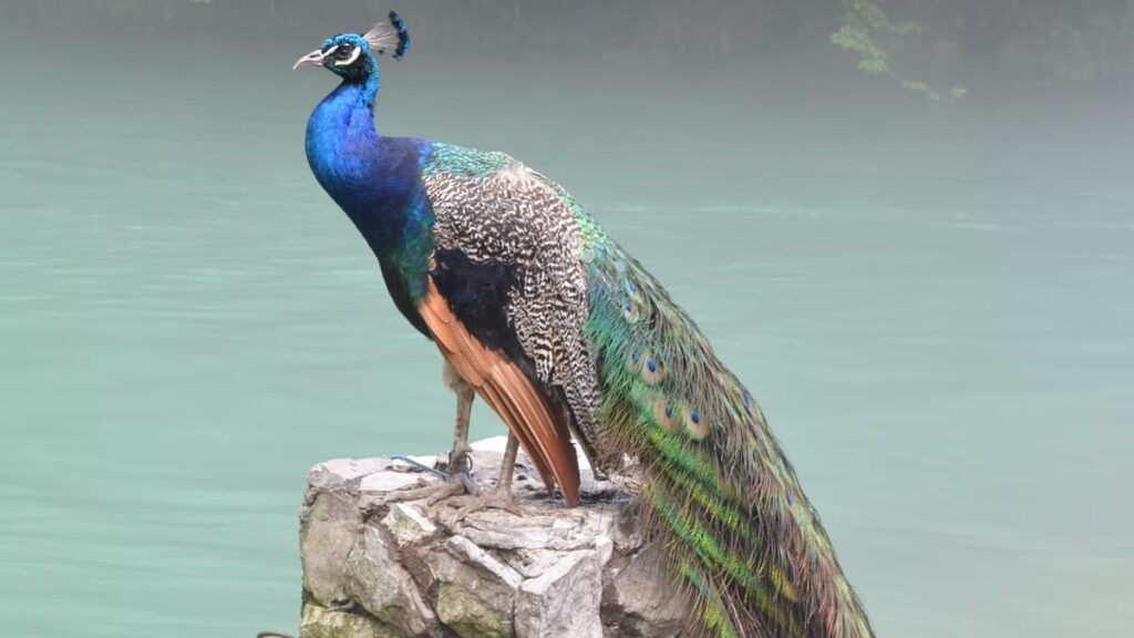 Choolannur Pea Fowl Sanctuary Kerala