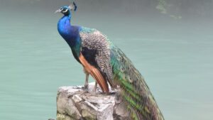 Choolannur Pea Fowl Sanctuary Kerala